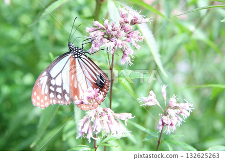 A Monarch butterfly spreading its wings and resting on a Japanese Euonymus japonicus A Monarch butterfly spreading its wings and resting on a Japanese Euonymus japonicus 132625263