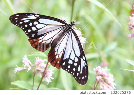 A Monarch butterfly spreading its wings and resting on a Japanese Euonymus japonicus A Monarch butterfly spreading its wings and resting on a Japanese Euonymus japonicus 132625276