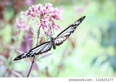 A Monarch butterfly spreading its wings and resting on a Japanese Euonymus japonicus A Monarch butterfly spreading its wings and resting on a Japanese Euonymus japonicus 132625277