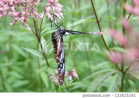 A Monarch butterfly spreading its wings and resting on a Japanese Euonymus japonicus A Monarch butterfly spreading its wings and resting on a Japanese Euonymus japonicus 132625281