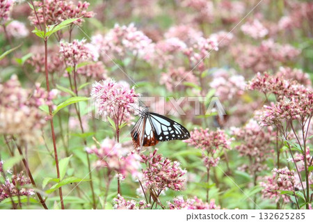 A Monarch butterfly spreading its wings and resting on a Japanese Euonymus japonicus 132625285