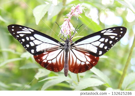 A Monarch butterfly spreading its wings and resting on a Japanese Euonymus japonicus A Monarch butterfly spreading its wings and resting on a Japanese Euonymus japonicus 132625286