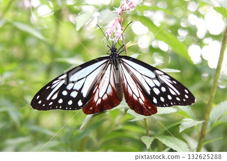 麻木斑棲息在藤葉鐮上，展開翅膀 132625288