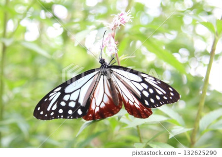 A Monarch butterfly spreading its wings and resting on a Japanese Euonymus japonicus A Monarch butterfly spreading its wings and resting on a Japanese Euonymus japonicus 132625290