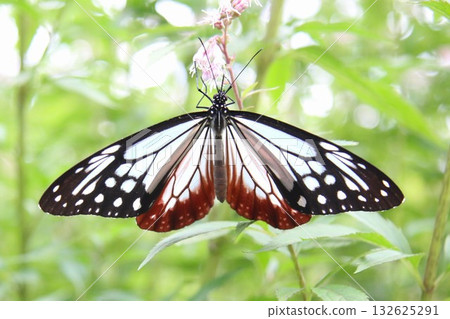 A Monarch butterfly spreading its wings and resting on a Japanese Euonymus japonicus A Monarch butterfly spreading its wings and resting on a Japanese Euonymus japonicus 132625291