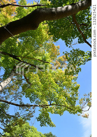 高岡城公園的初秋景色 132625421