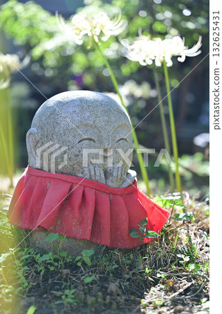 金澤光林寺的白色蜘蛛百合 132625431