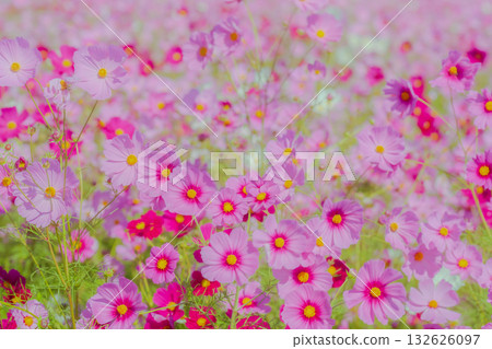 一片盛開著淡粉色波斯菊的田野 一片盛開著淡粉色波斯菊的田野 132626097
