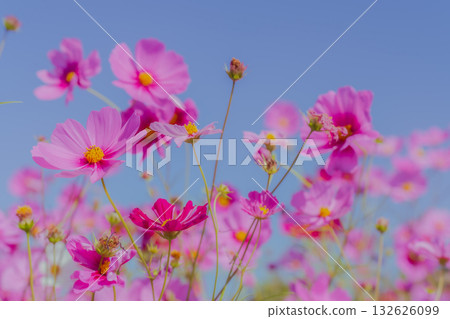 Pink cosmos and autumn scenery against the blue sky 132626099