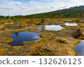 Peat Bog Landscape, Izera Mountains, Czech Republic 132626125