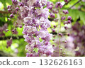 The scent of wisteria 132626163