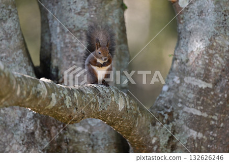 北海道松鼠（北海道） 132626246