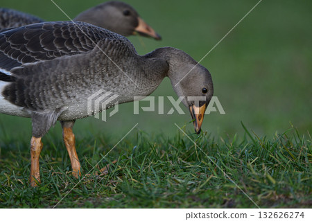 幼年白額雁 9 (北海道) 132626274