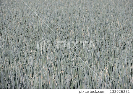 Green onions in a field Green onions in a field 132626281