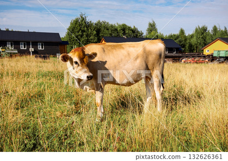 Brown cows graze on green meadow near forest on summer day, close-up.Dairy eco farm. Rural organic nature animals farm Brown cows graze on green meadow near forest on summer day, close-up.Dairy eco farm. Rural organic nature animals farm 132626361