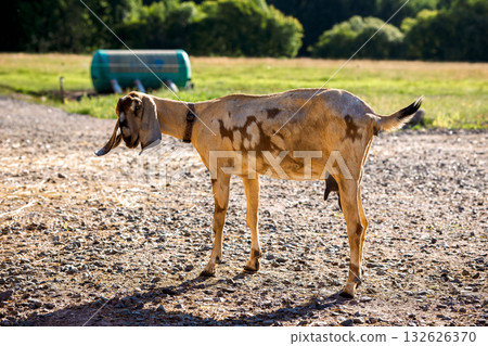 Portrait of brown Nubian goat with long ears, looking at camera. Close-up wildlife concept. 132626370