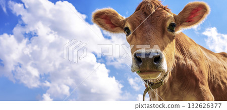 Panoramic view of brown cow with cute eyes against blue sky with clouds, close-up, looking at camera. Banner. High quality photo 132626377