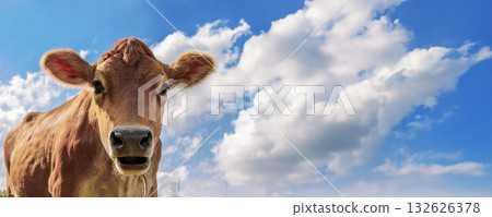 Panoramic view of brown cow with cute eyes against blue sky with clouds, close-up, looking at camera. Banner. High quality photo 132626378