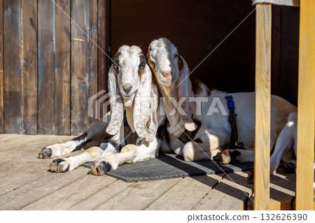 Portrait of white Nubian goats with long ears, looking at camera. Close-up wildlife concept. Funny face laughing in sun. High quality photo Portrait of white Nubian goats with long ears, looking at camera. Close-up wildlife concept. Funny face laughing in sun. High quality photo 132626390