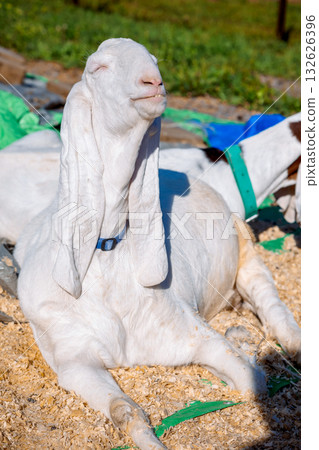 Portrait of white Nubian goat with long ears, looking at camera. Close-up wildlife concept. Vertical photo Portrait of white Nubian goat with long ears, looking at camera. Close-up wildlife concept. Vertical photo 132626396