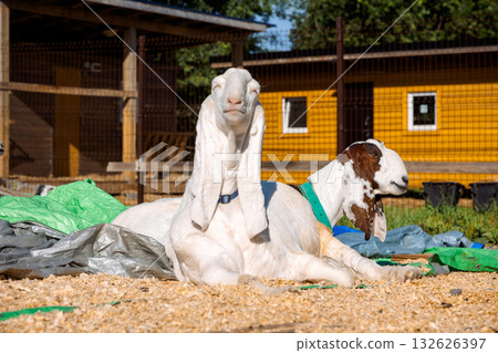 Portrait of white Nubian goats with long ears, looking at camera. Close-up wildlife concept. Funny face laughing in sun. High quality photo Portrait of white Nubian goats with long ears, looking at camera. Close-up wildlife concept. Funny face laughing in sun. High quality photo 132626397