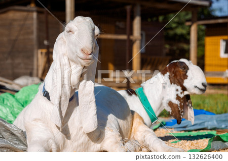 Portrait of white Nubian goats with long ears, looking at camera. Close-up wildlife concept. Funny face laughing in sun. High quality photo Portrait of white Nubian goats with long ears, looking at camera. Close-up wildlife concept. Funny face laughing in sun. High quality photo 132626400