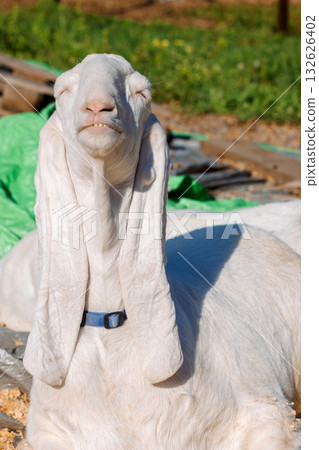 Portrait of white Nubian goat with long ears, looking at camera. Close-up wildlife concept. Funny face laughing in the sun. Vertical photo 132626402