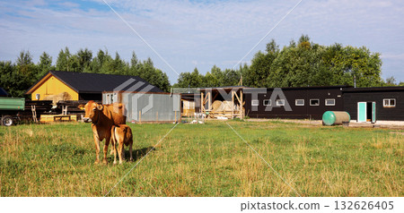 Brown calf drinks milk from mother cow on pasture on green meadow on summer day, close-up. Dairy eco farm. Rural organic nature animals farm. Panoramic view, banner Brown calf drinks milk from mother cow on pasture on green meadow on summer day, close-up. Dairy eco farm. Rural organic nature animals farm. Panoramic view, banner 132626405