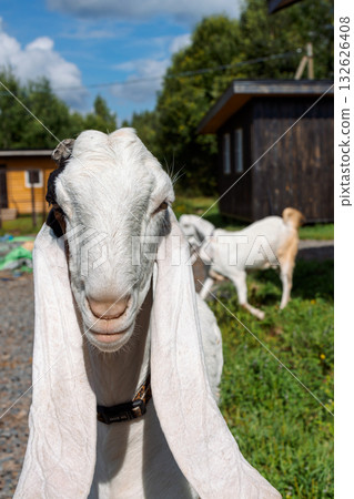 Portrait of white Nubian goat with long ears, looking at camera. Close-up wildlife concept. Vertical photo Portrait of white Nubian goat with long ears, looking at camera. Close-up wildlife concept. Vertical photo 132626408