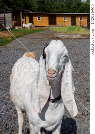 Portrait of white Nubian goat with long ears, looking at camera. Close-up wildlife concept. Vertical photo Portrait of white Nubian goat with long ears, looking at camera. Close-up wildlife concept. Vertical photo 132626409
