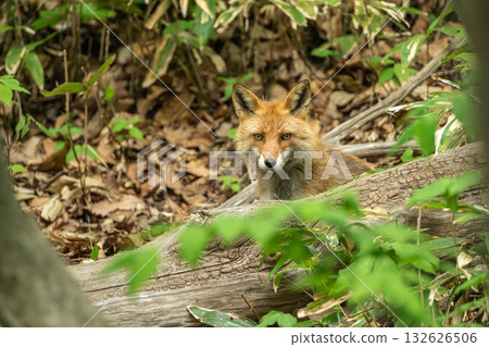 A red fox watching over its young A red fox watching over its young 132626506