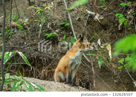 A baby red fox before it leaves its parents A baby red fox before it leaves its parents 132626507
