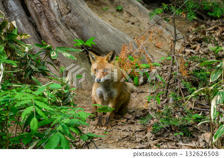 一隻小紅狐狸在離開父母之前 132626508