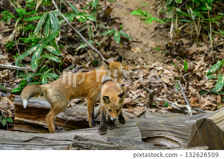 A baby red fox before it leaves its parents A baby red fox before it leaves its parents 132626509