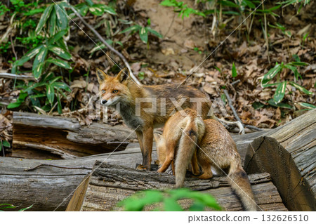 A red fox watching over its young A red fox watching over its young 132626510