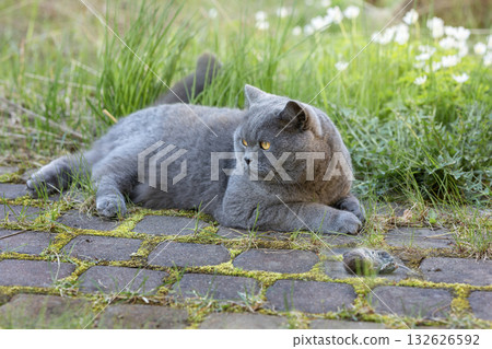 British gray cat caught mouse while hunting outdoors, close-up. High quality photo British gray cat caught mouse while hunting outdoors, close-up. High quality photo 132626592