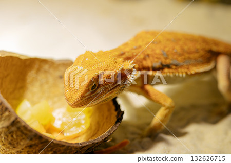 Red bearded Agama iguana eating fresh fruits and carrots in terrarium. Pogona is genus of reptiles. Cute amazing animal from Australia. Content of exotic lizard at home. High quality photo Red bearded Agama iguana eating fresh fruits and carrots in terrarium. Pogona is genus of reptiles. Cute amazing animal from Australia. Content of exotic lizard at home. High quality photo 132626715