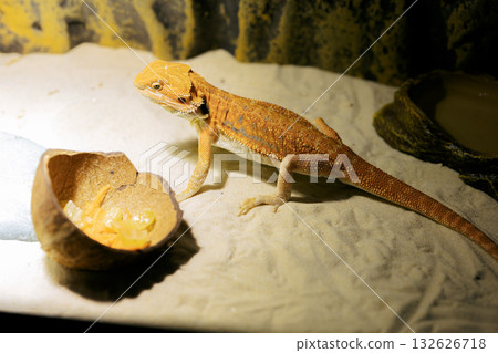 Red bearded Agama iguana eating fresh fruits and carrots in terrarium. Pogona is genus of reptiles. Cute amazing animal from Australia. Content of exotic lizard at home. High quality photo 132626718