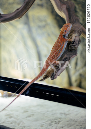 Red bearded Agama iguana in terrarium. Pogona is genus of reptiles. Cute amazing animal from Australia. Content of exotic lizard at home. High quality photo Red bearded Agama iguana in terrarium. Pogona is genus of reptiles. Cute amazing animal from Australia. Content of exotic lizard at home. High quality photo 132626720