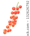 Currant illustrations 132626792