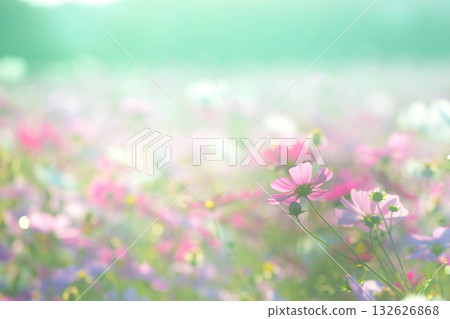 The arrival of autumn: Cosmos fields in full bloom 132626868