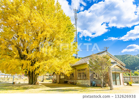 三重縣南伊勢町河內的金色銀杏樹 132626938