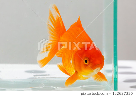 Oranda goldfish in aquarium fish tank close up 132627330