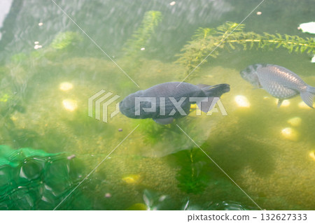 Goldfish in aquarium fish pond close up Goldfish in aquarium fish pond close up 132627333