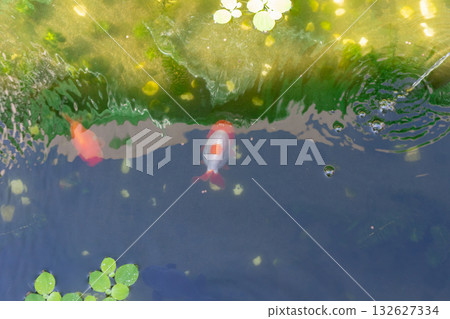 Goldfish in aquarium fish pond close up Goldfish in aquarium fish pond close up 132627334