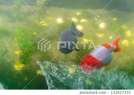 Goldfish in aquarium fish pond close up 132627335