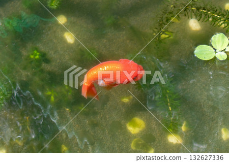 Goldfish in aquarium fish pond close up 132627336