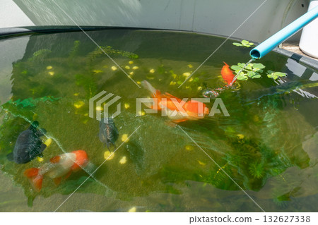 Goldfish in aquarium fish pond close up 132627338