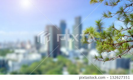pine leaves with city and blue sky background pine leaves with city and blue sky background 132627351