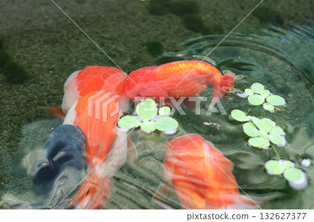 Goldfish swimming in aquarium fish pond close up Goldfish swimming in aquarium fish pond close up 132627377